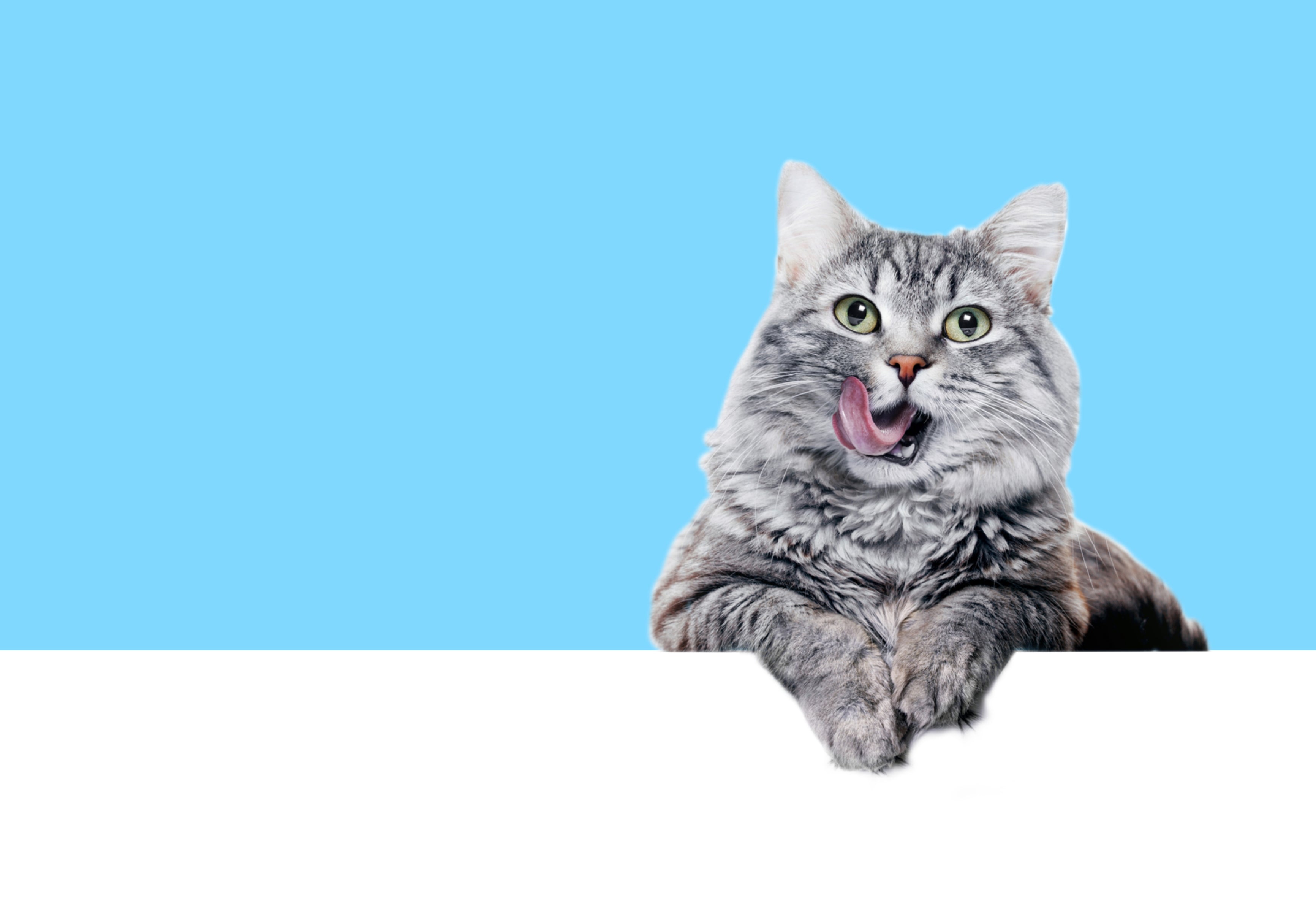 Pet shop D-Atomic® - Sve za pse i mačke