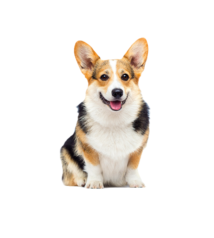 Pet shop D-Atomic® - Sve za kućne ljubimce!