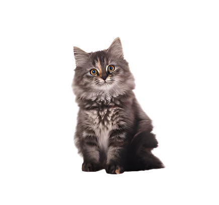 Pet shop D-Atomic® - Sve za kućne ljubimce!