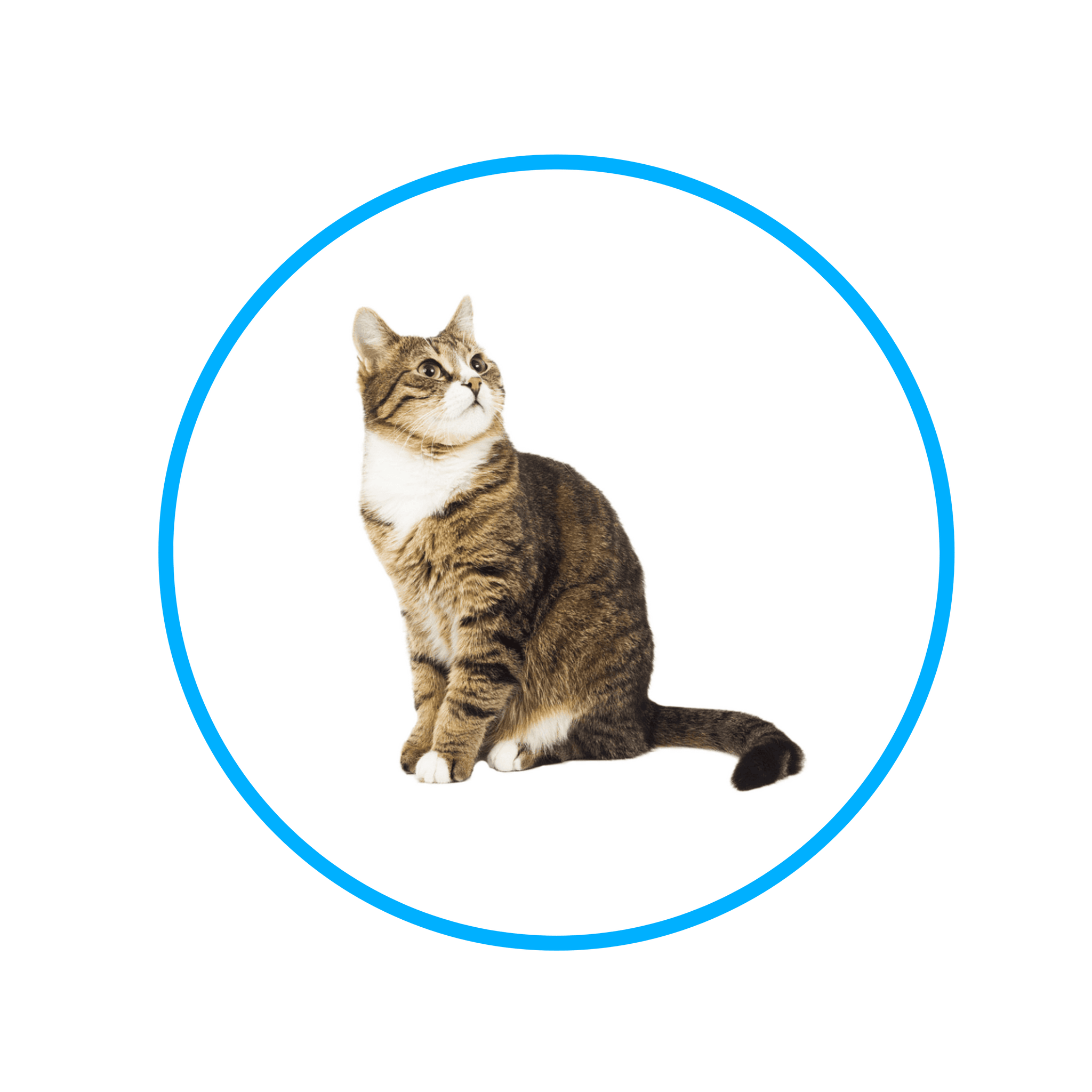 Pet shop D-Atomic® - Sve za kućne ljubimce!