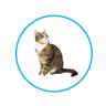 Mačka