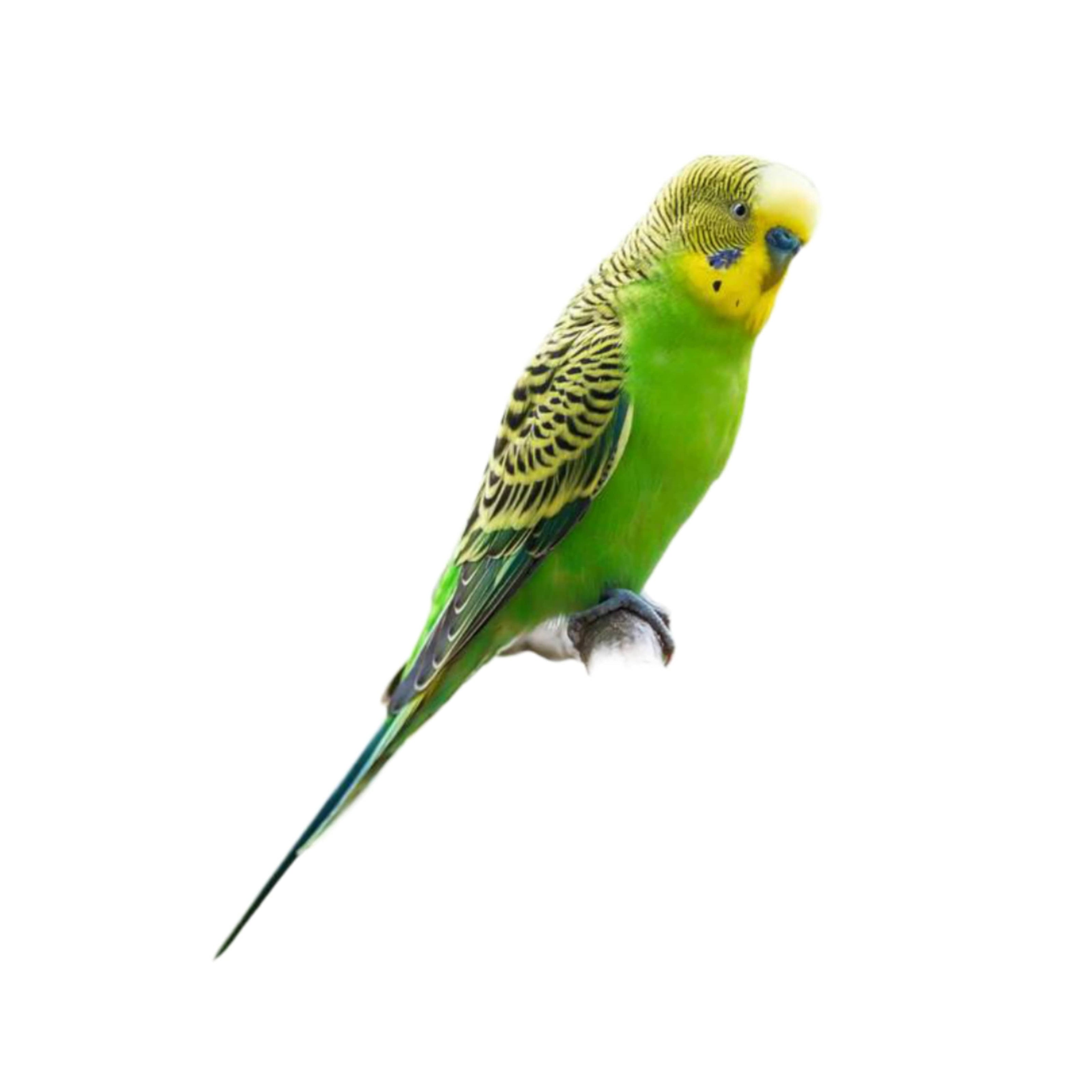 Sve što trebate znati o vašoj tigrici