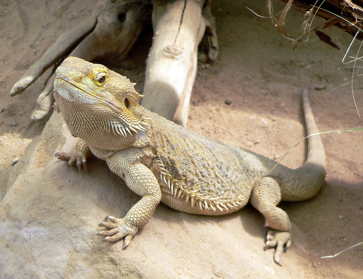 Bradata agama - fotografija vrste