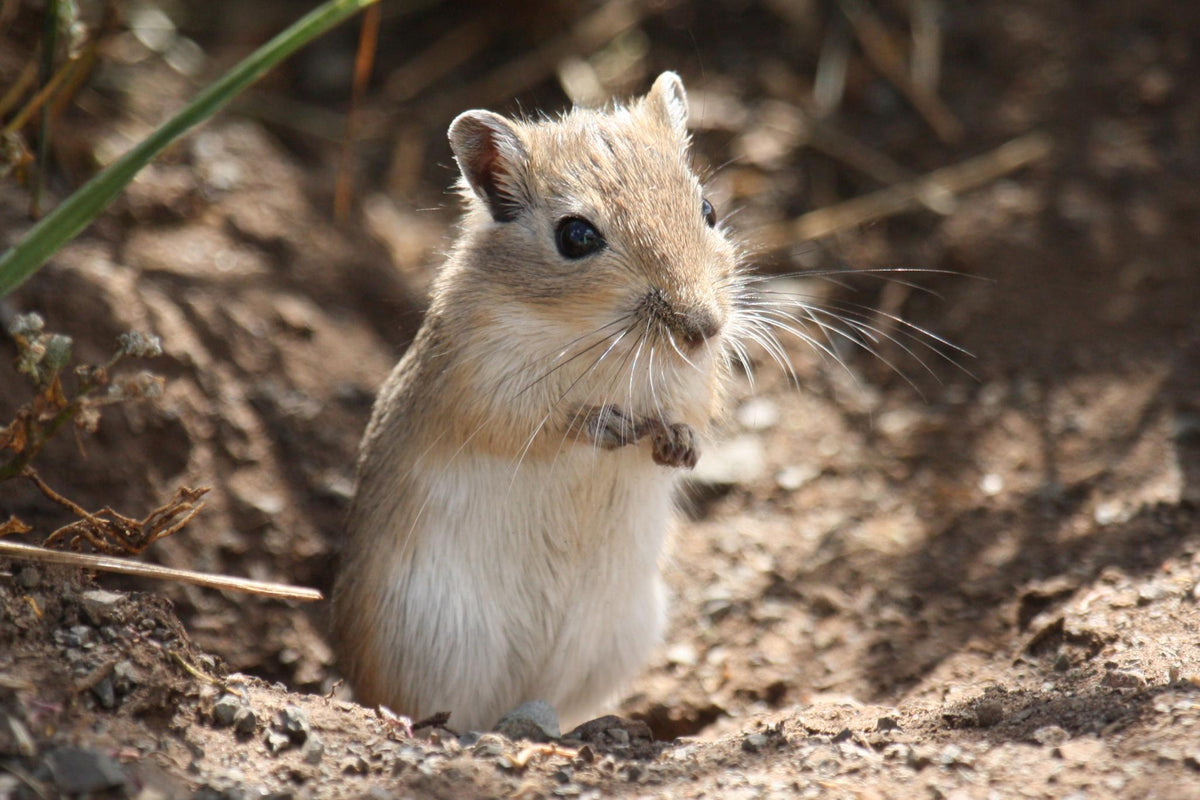 Mongolski gerbil - fotografija vrste