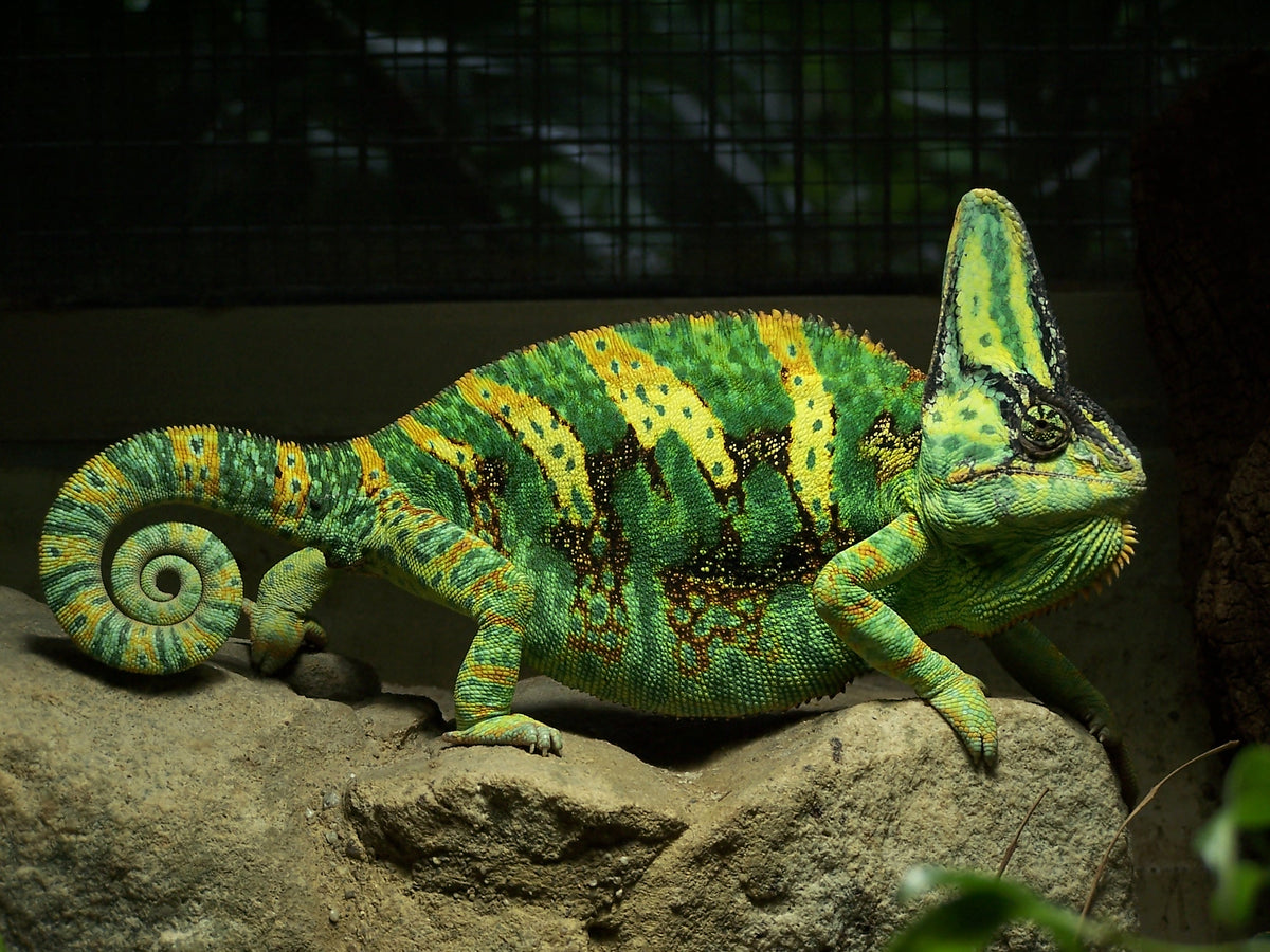 Jemenski kameleon - fotografija vrste