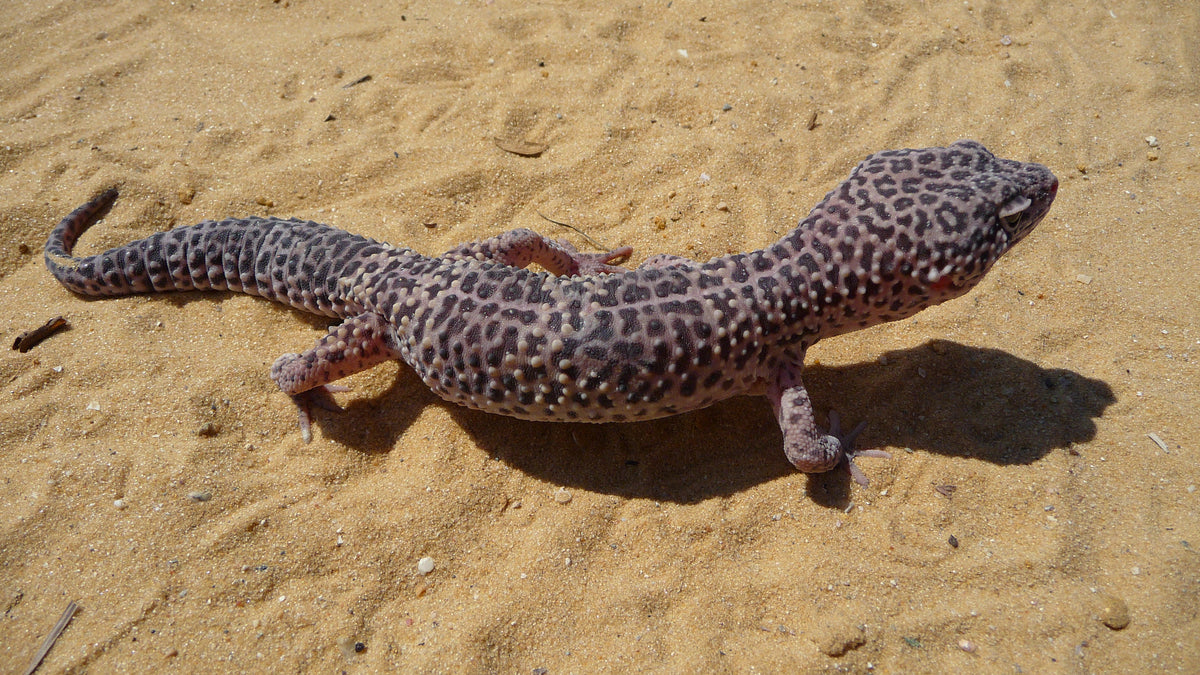 Leopard gekon - fotografija vrste